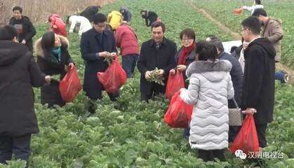 全市富硒油菜现场观摩暨技术培训会在汉阴召开